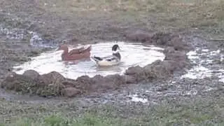 Ducks mating in water