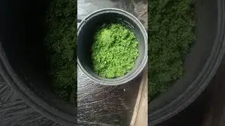 mash cassava leaves traditional food from indonesia