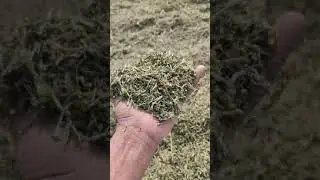 VIP Loosen | Quality Loosen | Loosen for Goats | Alfahay for Animals #loosen #alfahay