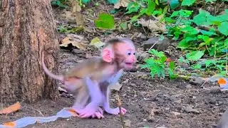 Mom Monkey's Patient Coaching: Encouraging Her Baby's Walking Milestones