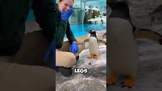 Почему пингвины не боятся людей 🐧😱