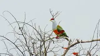 Wallace's Fruit Dove - Ptilinopus wallacii
