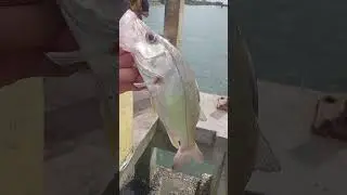 ROBALO N&Atilde;O VIROU FRITO.