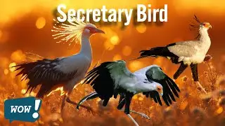 Secretary Bird &ndash; The Fierce Raptor of Africa&rsquo;s Grasslands#AnimalHQ #Wildlife #RareAnimals