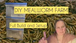 Maximising Mealworms (Making a Mealworm Farm Plus Full Setup)
