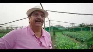 Cultivating tea using clones | Assam Tea Education | Jay Shree Tea