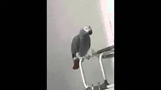 تغريد كاسكو