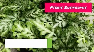 Pteris Ensiformis Fern | Pteris Ensiformis Tips & Tricks | Pteris Ensiformis Care |