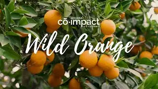 Co-Impact Sourcing: Wild Orange in Greece