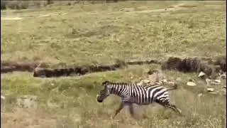 Zebra hunt #animals #wildlife #hunting #maasaimara #magicalkenya #nature #safari #magic #wildlife 