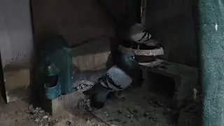 Nuevos Pronistricos en este 2026 Palomero #pigeon 