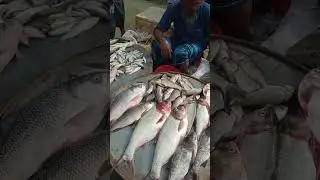 fish catching bd,stop motion cooking,cuckoo stop motion,মাছের,মাছের ভিডিও,মাছের কাটুন