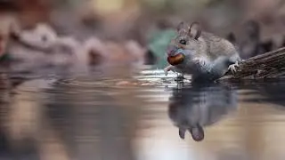 Waldmaus schnappt sich eine Nuss aus dem Wasser