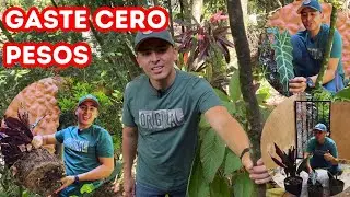 Rescatamos PLANTAS de la CALLE para mi JARDÍN, NO gaste NADA en VIVEROS, esto te va GUSTAR | AP