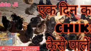 Desi murgi palan 1din k chiks ka brooding kaise kare ki hara nuksan na ho Mahto Ji subscribe please