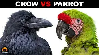 What Is The Difference Between Crow And Parrot Intelligence?
