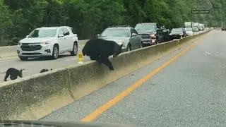 Organization working to create safe passage for animals crossing I-40