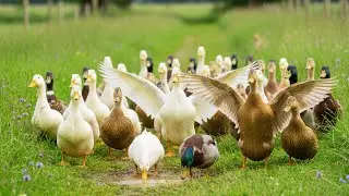 You Won't Believe How Wild Ducks Raise Their Young!