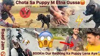 800Km Dur Redking Ka Puppy Lena Aye😍|| Chota Sa Puppy M Etna Gussa😡Kha Sa Aya😱