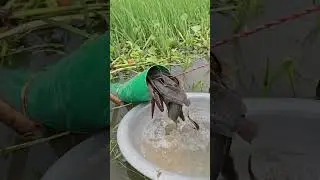 Fish Trap With Plastic Pipe