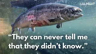 Breaking with the industry: the Mowinckel stand against salmon farming