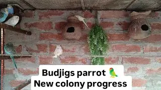 Budjigs parrot 🦜🦜 new colony me breeding start kar di h #budgies #birds #budgie #parrot #video 