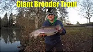 Giant Trout at Local Pond! | Oregon Brooder Trout Fishing | Waverly Lake and Walling Pond Adventure!