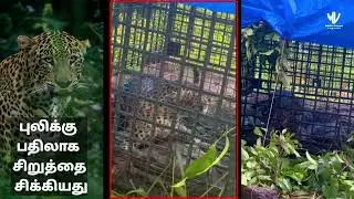 A leopard was caught in a cage set up to trap a tiger in the estate area, leading to a public