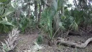 Indian Mounds at Lake George State Forest (Part Two)