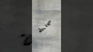 Birds paper cut STOP MOTION animation #shorts #art #drawing #animation #birds #creative #papercut