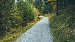 Footsteps in Forest Sound Effect