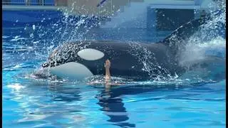 SeaWorld Orlando Announces Death of &lsquo;Katina&rsquo; the Killer Whale