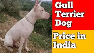 Gull Terrier Dog Price in India 2025 || Gull Terrier Dog Price And Monthly Expenses