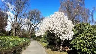 Deer Lake(nature walk in the heart of the city) @ Burnaby, Canada