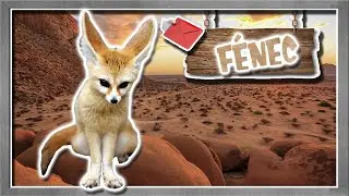 f&eacute;nec: el peque&ntilde;o zorro orej&oacute;n del desierto - documental de animales salvajes