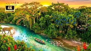 Relaxing Walk in the Amazon: Beautiful and Unusual Birds of the Amazon Rainforest | 8K Ultra HD ASMR