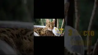 Ашера &mdash; самая дорогая кошка