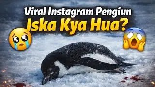 Instagram Ka Viral Penguin 🐧