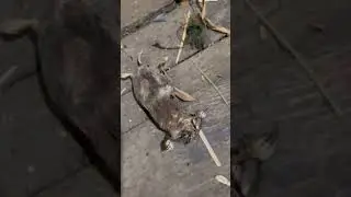 #крот