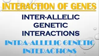 Interaction Of Genes | Inter-Allelic & Intra-Allelic Genetic Interactions | Epistasis with its Types