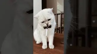 How cats, cats are so cute #confusingbehavior cats #Shors