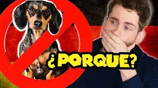 El FIN de los perros salchichas? Ojalá!
