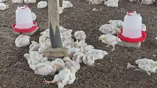 How to achieve Broiler target weights.