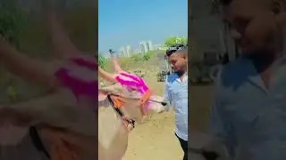 BAKASUR6300cc 👑 MUMBAI KING BAKASUR l #बकासुर6300 #बकासुर #bakasurbail #bailgadasharyat #viral