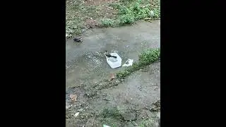 kutilang mandi sore dulu🤣