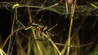 Cambridgea Spiders