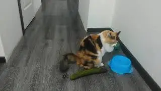 Cucumber VS Cats Best Compilation