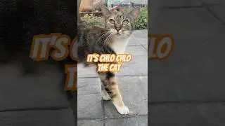 Chloe Cat #cat