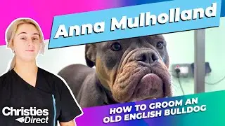 Anna Mulholland: How to groom an Old English Bulldog