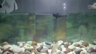 Gourami & Flowerhorn 